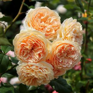 Роза "Crown Princess Margareta"