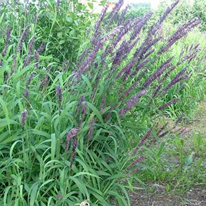 Перловник высокий "Atropurpurea"