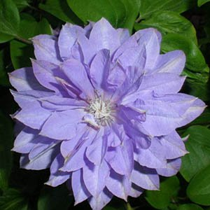 Клематис "Teshio"