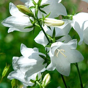 Колокольчик персиколистный "White"