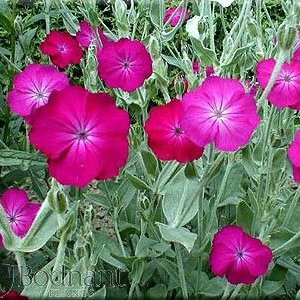 Лихнис альпийский "Lady Deep Rose"