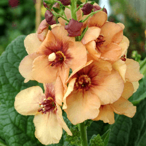 Коровяк "Honey Dijon" (Mullein)