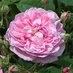 Роза "Ispahan"