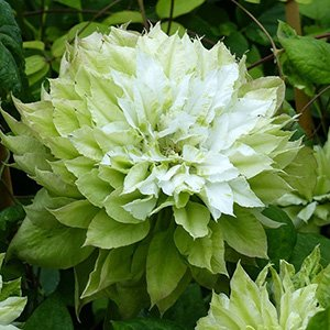 Клематис "Midori"