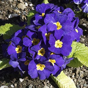 Примула Юлии "Wanda Blue Shades"