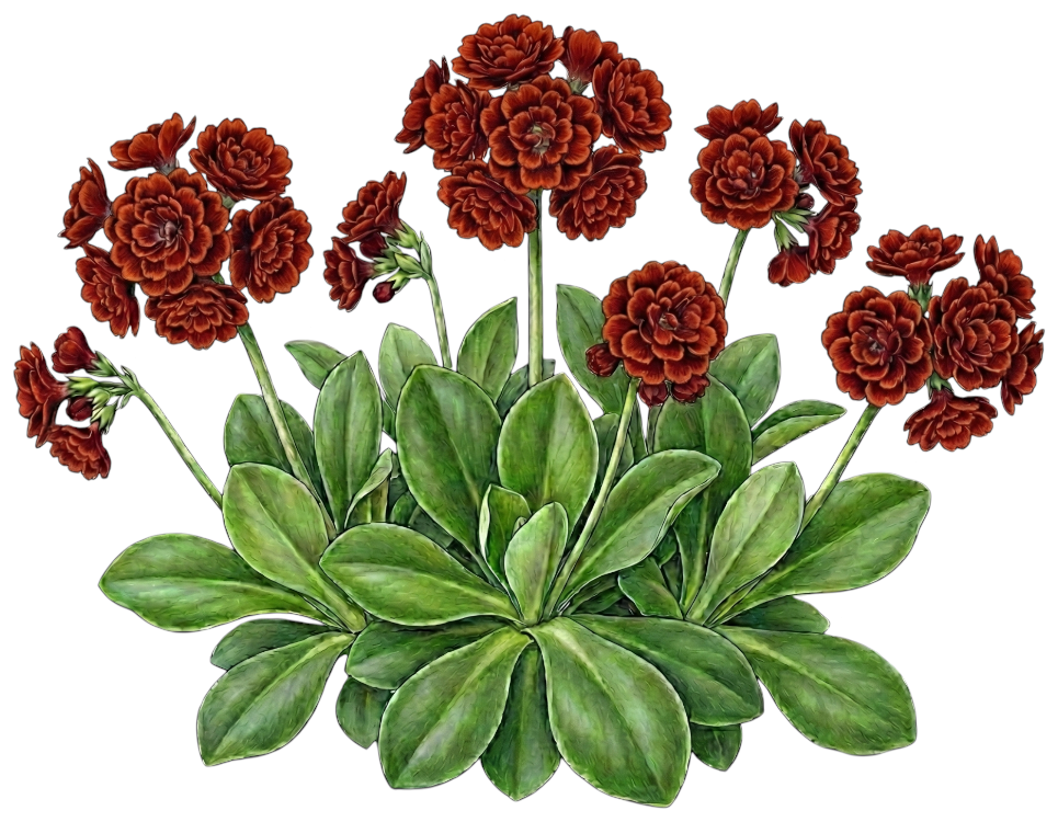Примула ушковая 