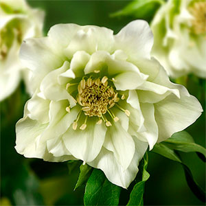 Морозник восточный "Double Ellen White"