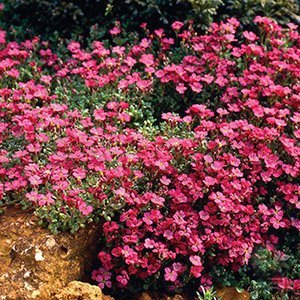 Обриета "Cascade Red"