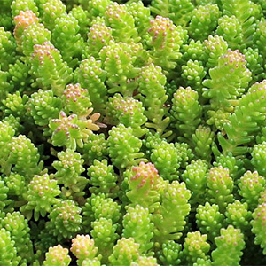 Очиток шестирядный