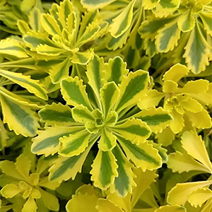 Очиток миддендорфа "Variegata"