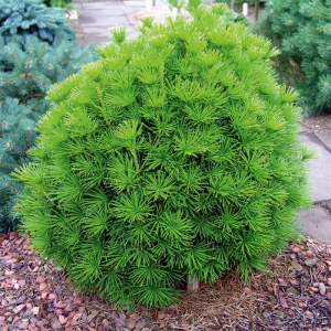 Сциадопитис мутовчатый "Green Diamond"