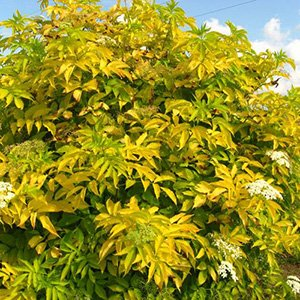 Бузина черная "Aurea"