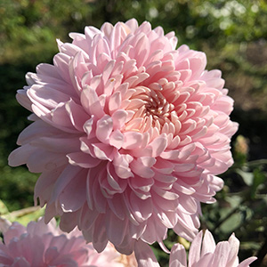 Хризантема корейская "Розовый Фламинго"