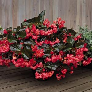 Бегония клубневая "Big Rose Bronze Leaf"