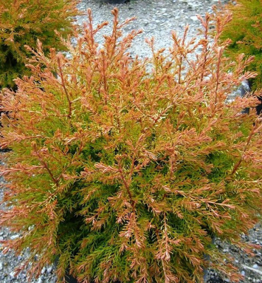 Туя складчатая "Winter Pink"