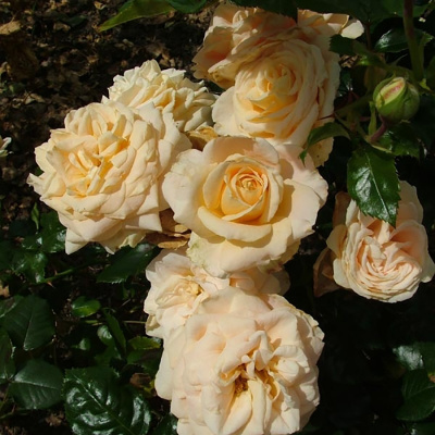 Роза "Amber Abundance" / Hyde Park