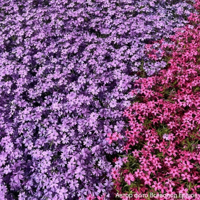 Флокс шиловидный "Early Spring Purple"