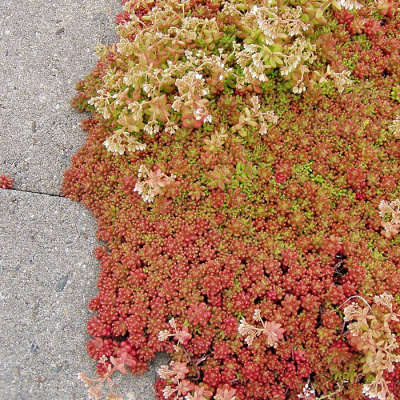 Очиток белый "Coral Carpet"