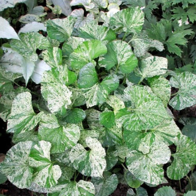 Виола (фиалка) мотыльковая "Freckles Binsted" (Variegata)