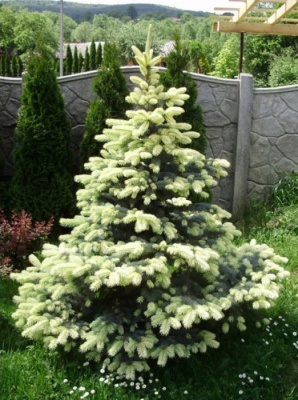 Ель колючая "Fruhling Gold"