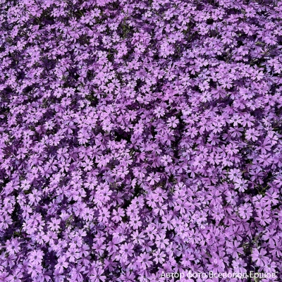 Флокс шиловидный "Early Spring Purple"