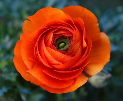 Ранункулюс Orange