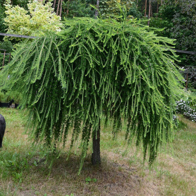 Лиственница европейская "Pendula"