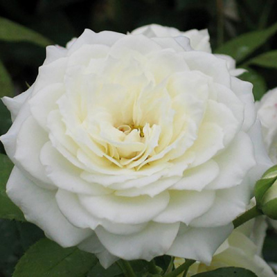 Роза "Alabaster"