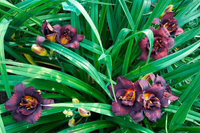 Лилейник "Voodoo Dancer"