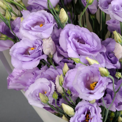 Эустома двухцветковая "Advantage Purple"