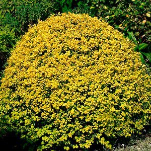 Самшит вечнозеленый "Aureovariegata"