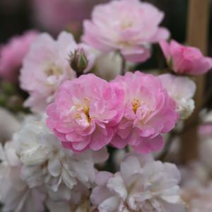 Роза "Guirlande Rose"