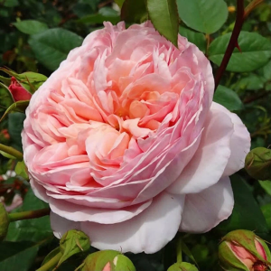 Роза "Evelyn"