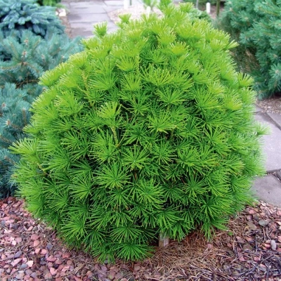 Сциадопитис мутовчатый "Green Diamond"
