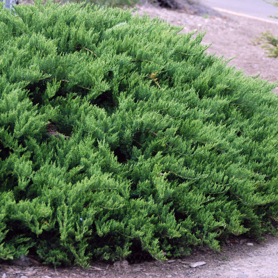 Можжевельник казацкий "Tamariscifolia"