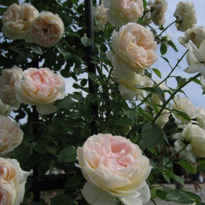 Роза "Mon Jardin et Ma Maison"