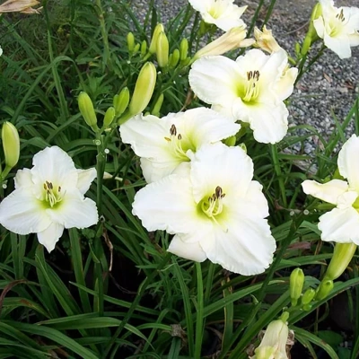 Лилейник "White Temptation"