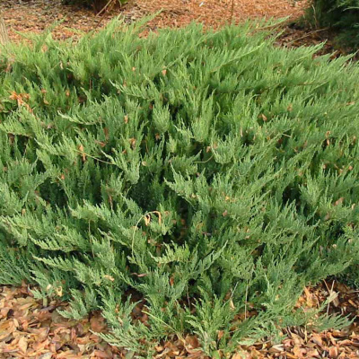 Можжевельник казацкий "Tamariscifolia"